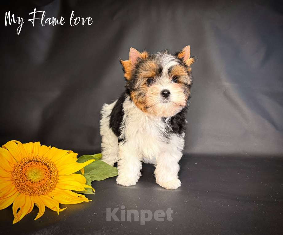 Собаки в Краснодаре: Красивый Мальчик Бивер, Документы РКФ Мальчик, 40 000 руб. - фото 3