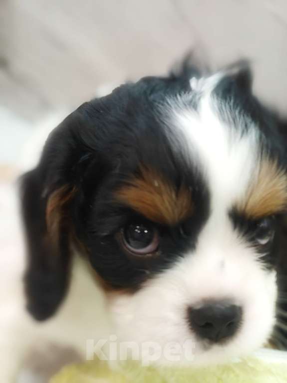 Собаки в Санкт-Петербурге: Звёздные малыши ,жемчужинки Питера. Мальчик, Бесплатно - фото 5