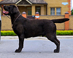 Собаки в Воронеже: Щенки Лабрадора Мальчик, 60 000 руб. - фото 1