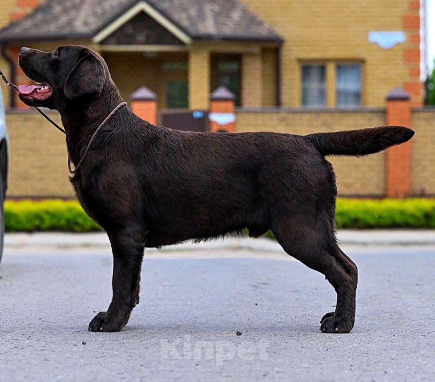 Собаки в Воронеже: Щенки Лабрадора Мальчик, 60 000 руб. - фото 1