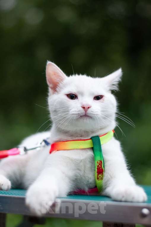 Кошки в Ногинске: Кот Дагестанской родословной ищет постоянную прописку Мальчик, Бесплатно - фото 5