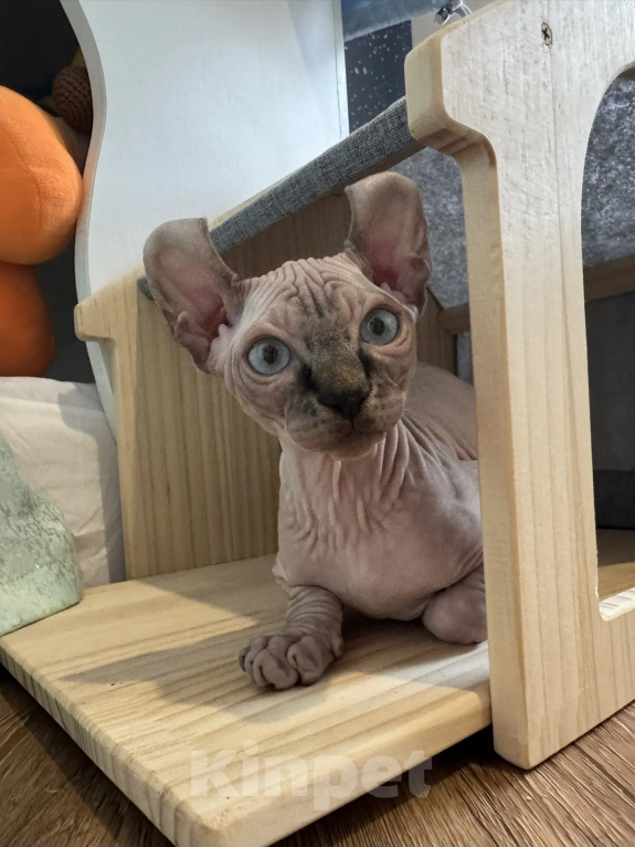 Кошки в Тюмени: купить котёнка канадского сфинкса / эльфа Мальчик, 70 000 руб. - фото 4