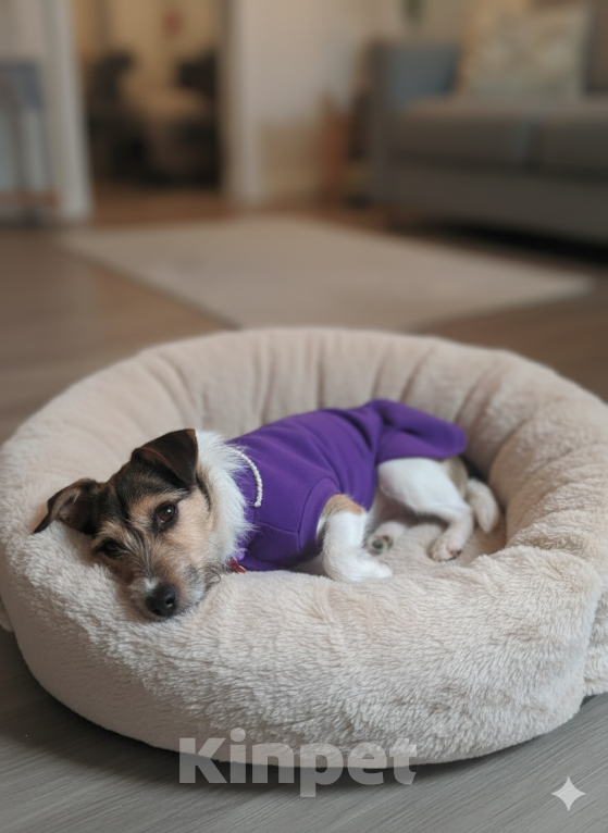 Собаки в Санкт-Петербурге: Маленькая собака в добрые руки Девочка, Бесплатно - фото 3