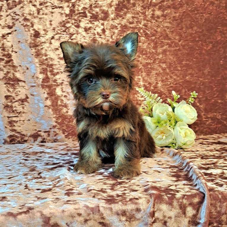 Собаки в Санкт-Петербурге: Шоколадный йорк девочка Девочка, 75 000 руб. - фото 3