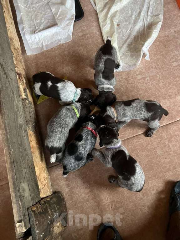 Собаки в Иркутске: Дратхаар - щенки Мальчик, 35 000 руб. - фото 2