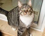 Кошки в Москве: Роскошный полосатый котик Кекс в добрые руки Мальчик, Бесплатно - фото 4