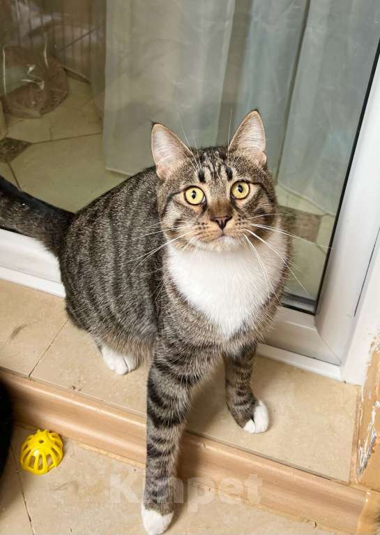 Кошки в Москве: Роскошный полосатый котик Кекс в добрые руки Мальчик, Бесплатно - фото 4