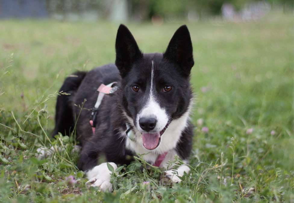 Собаки в Москве: Собака в добрые руки из приюта Девочка, Бесплатно - фото 2