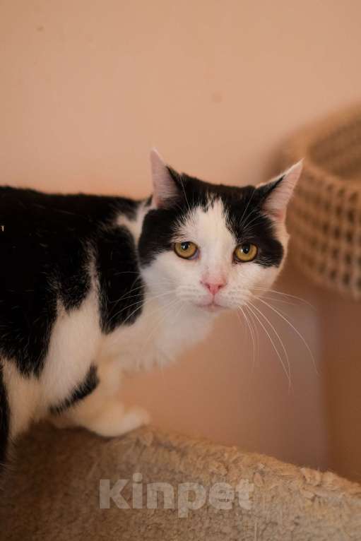 Кошки в Санкт-Петербурге: Марфа Сергеевна из приюта в добрые руки Девочка, Бесплатно - фото 1