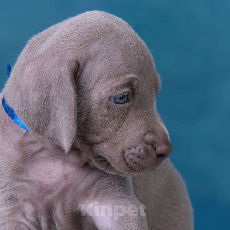 Собаки в Видном: Щенки Веймаранера  Мальчик, 100 000 руб. - фото 7