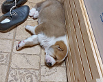 Собаки в Кашире: Щенок Алабая Мальчик, 25 000 руб. - фото 3