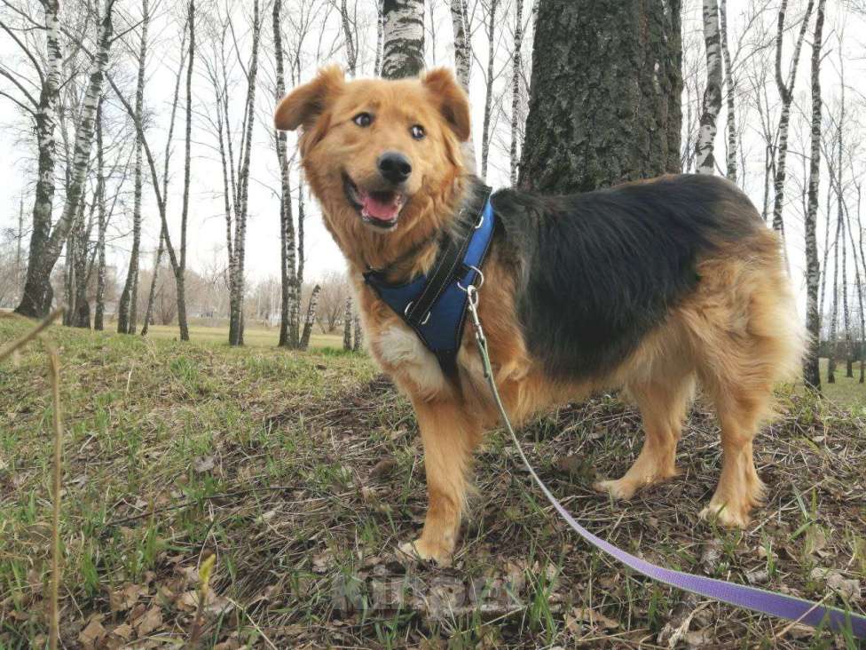 Собаки в Москве: Мотя-трехлапик в Хорошие руки! Девочка, Бесплатно - фото 3