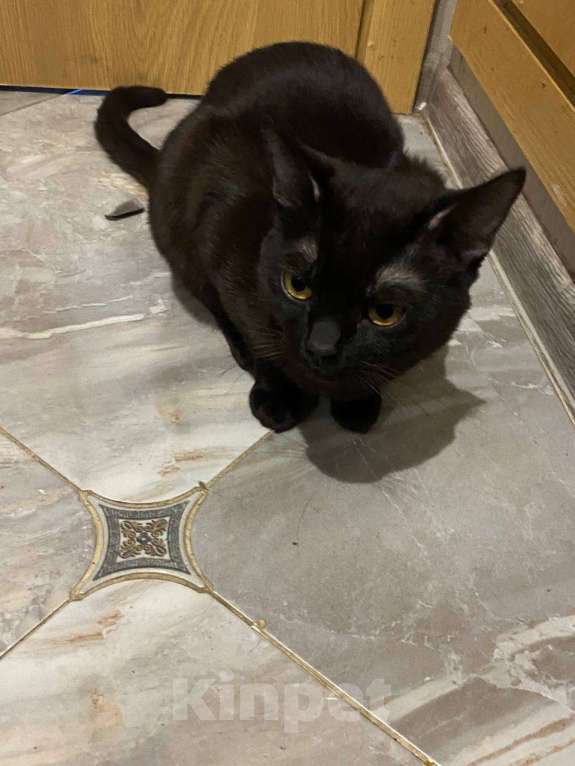 Кошки в других городах Ленинградской области: Отдам в хорошие руки Мальчик, Бесплатно - фото 1