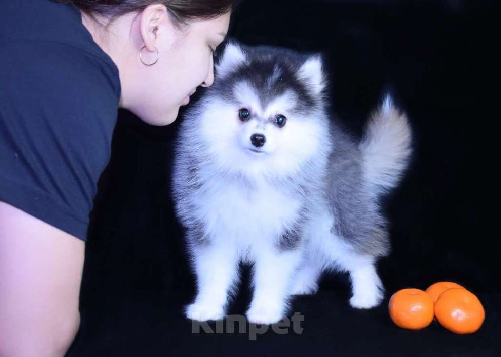 Собаки в Краснодаре: Девочка Помски Девочка, 200 000 руб. - фото 1