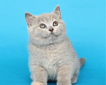 Кошки в Ульяновске: Британский котенок (кошечка) Девочка, 20 000 руб. - фото 4