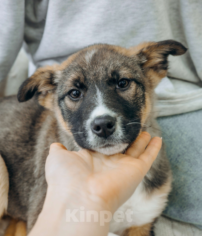 Собаки в Москве: Щенки бесплатно в Москве Девочка, Бесплатно - фото 7