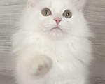 Кошки в Кировске (Мурманская область): little Paws  Мальчик, Бесплатно - фото 1