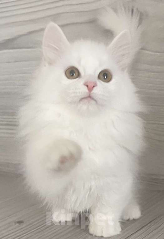 Кошки в Кировске (Мурманская область): little Paws  Мальчик, Бесплатно - фото 1