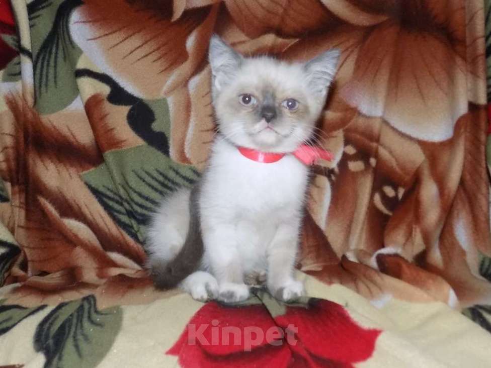 Кошки в Москве: Британские котята Девочка, 15 000 руб. - фото 3