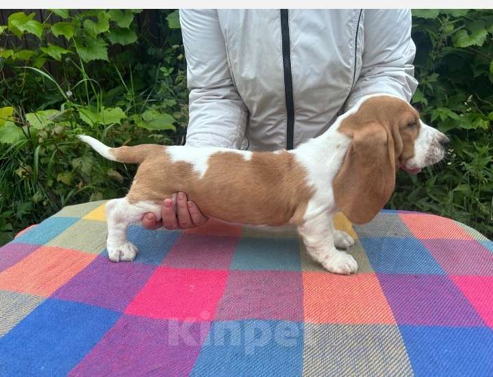 Собаки в Москве: Щенки бассет - хаунда Мальчик, 65 000 руб. - фото 5