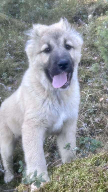 Собаки в Медвежьегорске: Продам щенков Девочка, Бесплатно - фото 2