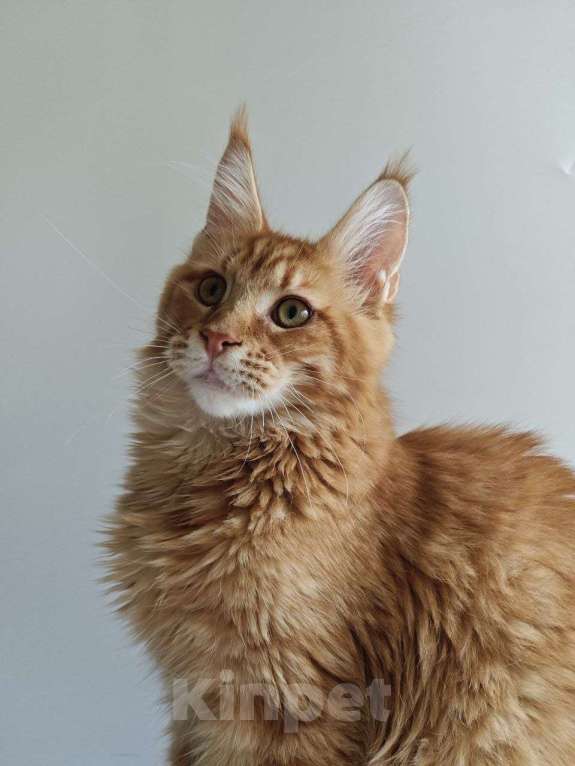 Кошки в Чайковском: Мальчик Мейн кун Каспер 😻 MCO окрас-d23 (красный тигровый) Мальчик, 45 000 руб. - фото 9