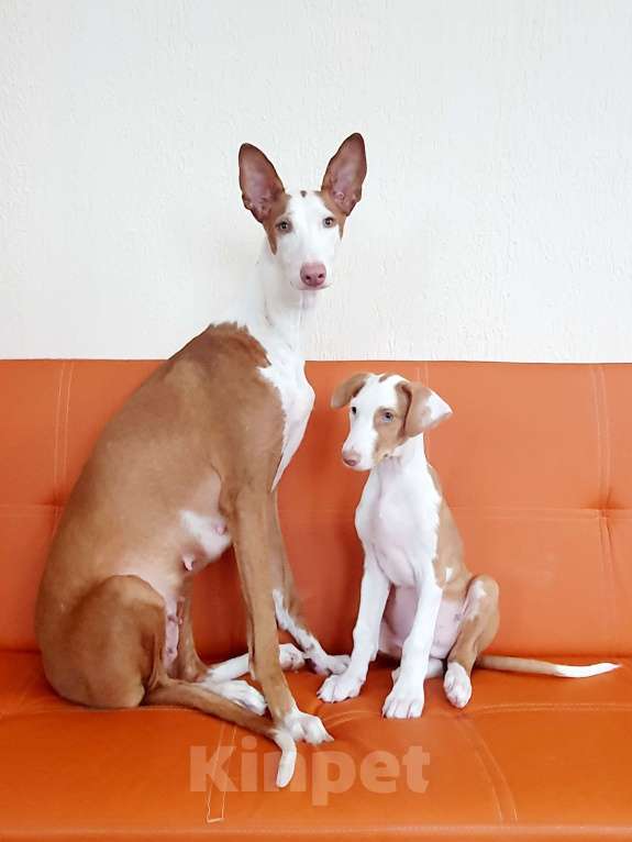 Собаки в Санкт-Петербурге: Щенок ПОДЕНКО ИБИЦЕНКО Мальчик, 85 000 руб. - фото 2