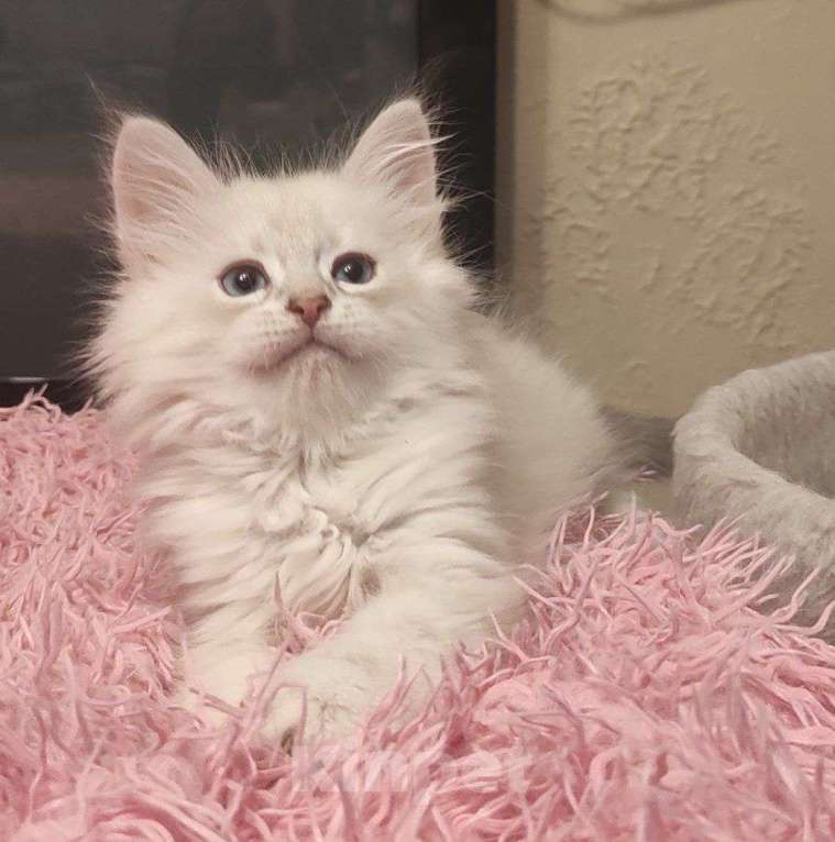 Кошки в Новосибирске: Don Juan Мальчик, 50 000 руб. - фото 2