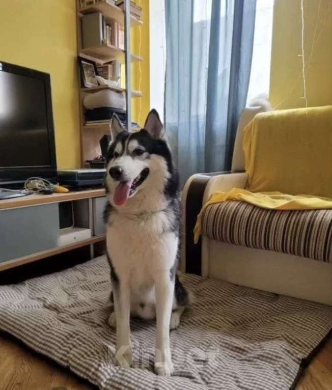 Собаки в Санкт-Петербурге: Сибирский хаски Мальчик, Бесплатно - фото 2