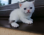 Кошки в Москве: Шотландский котёнок  Мальчик, 15 000 руб. - фото 4