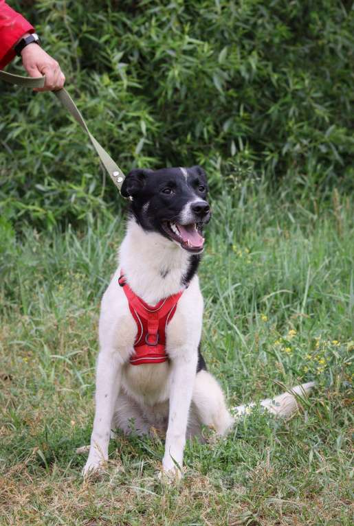 Собаки в Москве: Юте очень нужен дом  Девочка, Бесплатно - фото 4