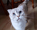 Кошки в Самаре: Кошка Френни в добрые руки Девочка, Бесплатно - фото 1