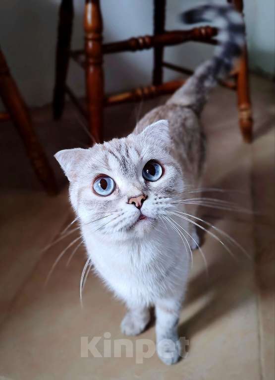 Кошки в Самаре: Кошка Френни в добрые руки Девочка, Бесплатно - фото 1