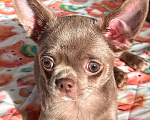 Собаки в Ижевске: Щенок чихуахуа Мальчик, 50 000 руб. - фото 8
