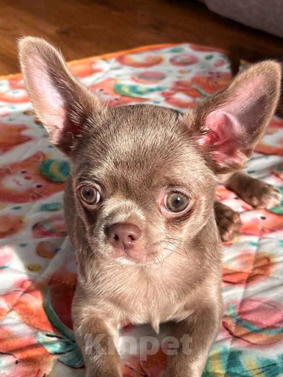 Собаки в Ижевске: Щенок чихуахуа Мальчик, 50 000 руб. - фото 8