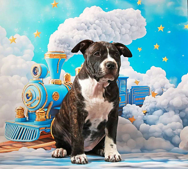 Щенок амстаффа