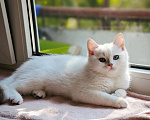 Кошки в Краснодаре: Британские котята золотая голубая шиншилла Девочка, 20 000 руб. - фото 4