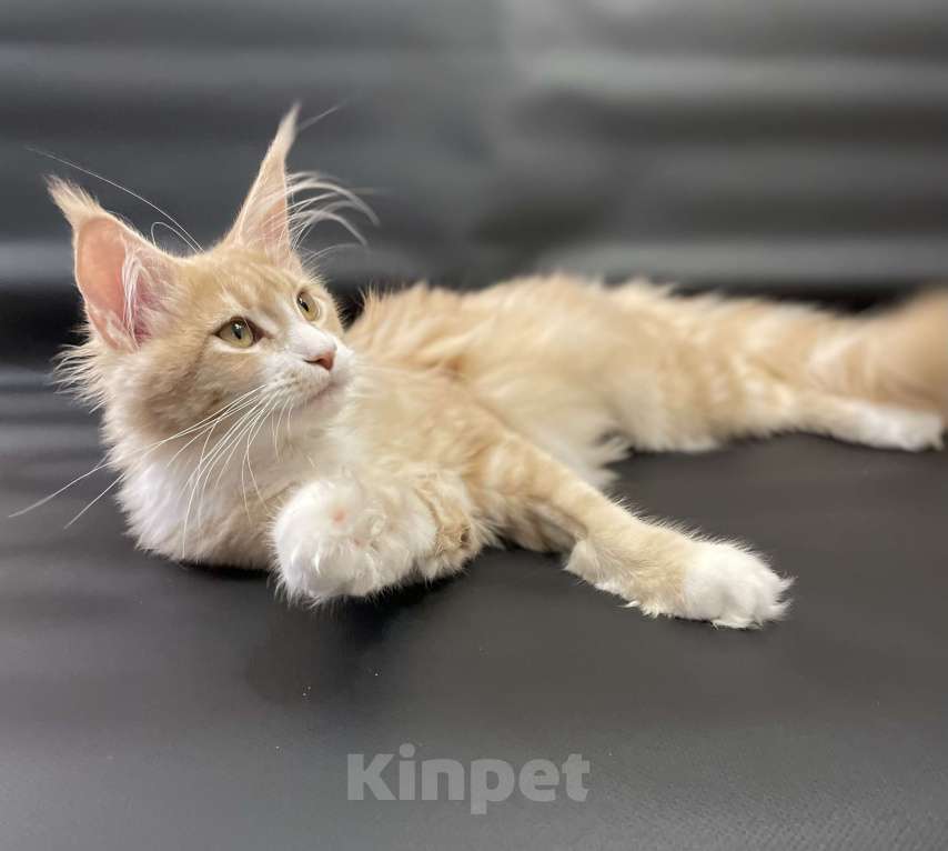 Кошки в Артеме: Девочка порода мейн кун Девочка, 50 000 руб. - фото 2