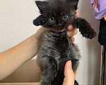 Кошки в Воронеже: Милые котята, Бесплатно - фото 2
