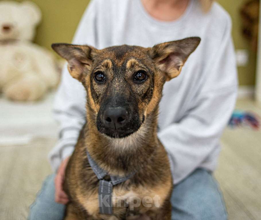 Собаки в Москве: Щенок бесплатно Москва Девочка, Бесплатно - фото 9