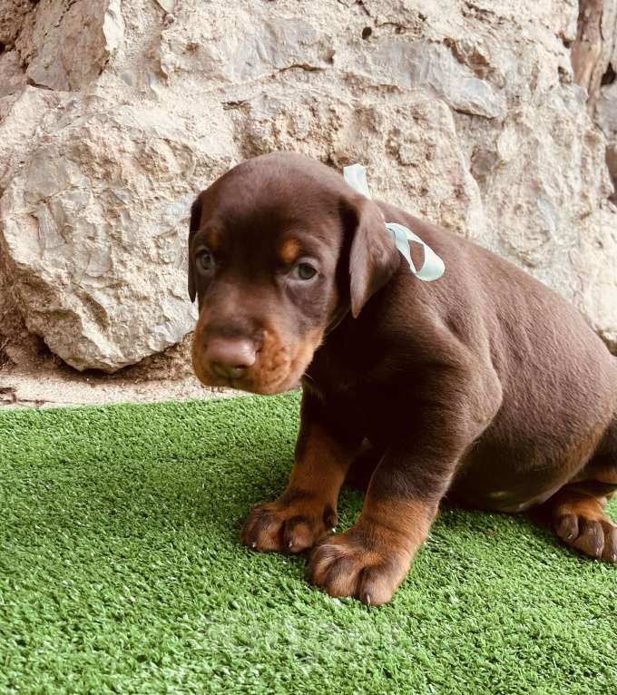 Собаки в Ялте: Крупные щенки добермана РКФ Мальчик, 70 000 руб. - фото 2