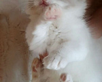 Кошки в других городах Московской области: Клубные котята рэгдолл - kitten ragdoll Мальчик, 70 000 руб. - фото 5