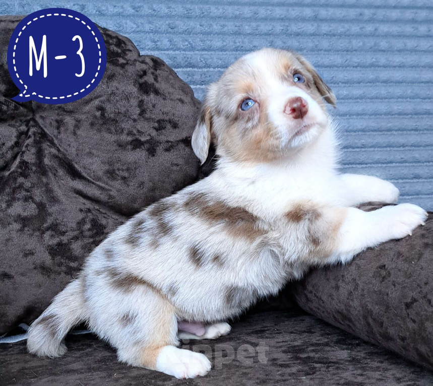 Собаки в Москве: Мальчик вельш-корги кардиган Мальчик, 60 000 руб. - фото 1