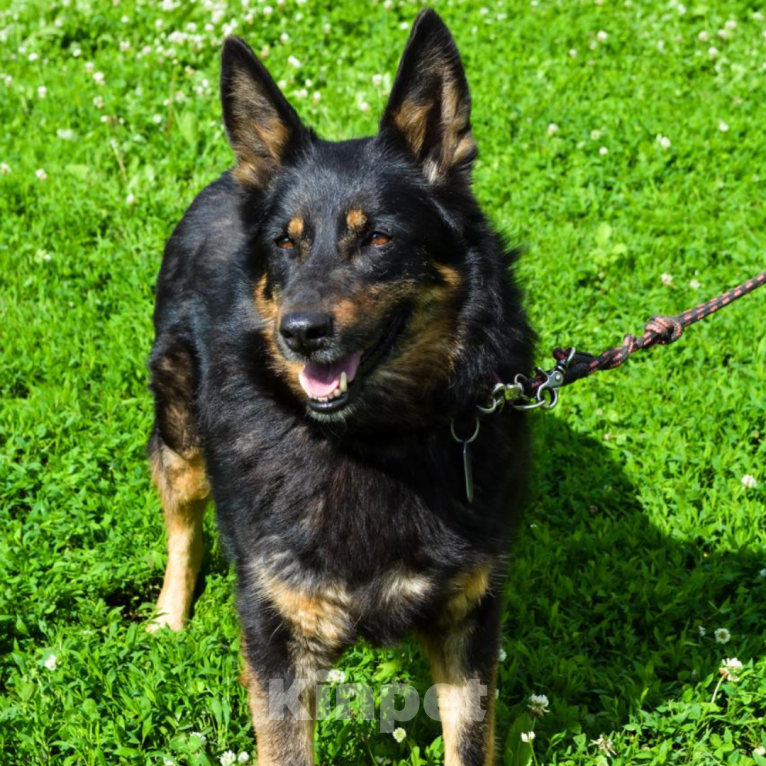 Собаки в Москве: Грета Девочка, Бесплатно - фото 3