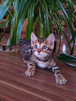 Бенгальские котята