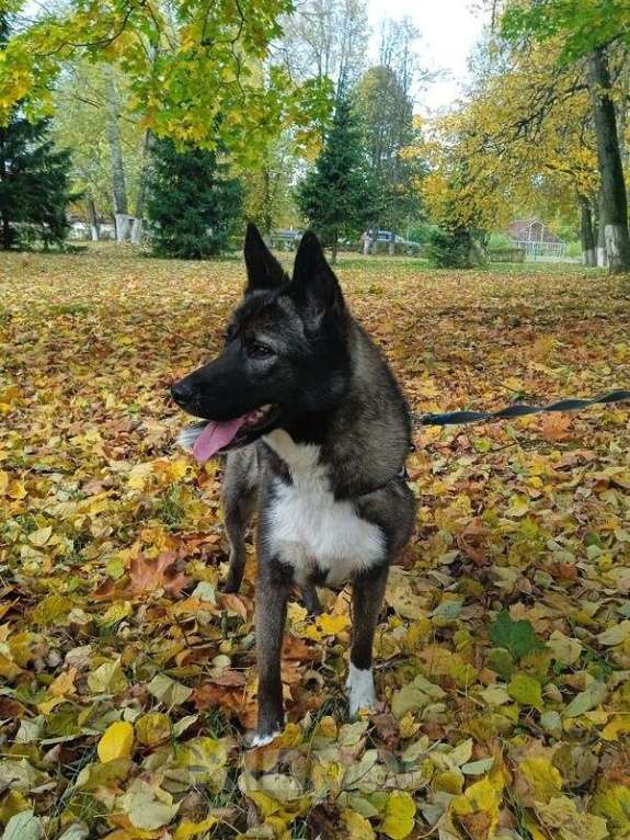 Собаки в Москве: Метис американской акиты Симба в добрые руки Девочка, Бесплатно - фото 7