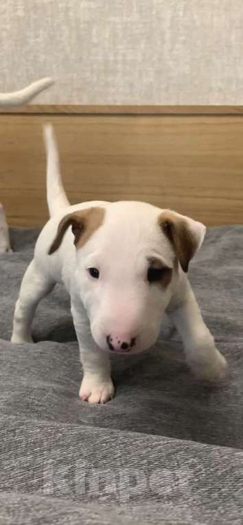 Собаки в Москве: миниатюрный бультерьер щенки Мальчик, Бесплатно - фото 4