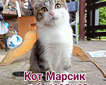 Кошки в Москве: Срочно нужен дом! Мальчик, Бесплатно - фото 2