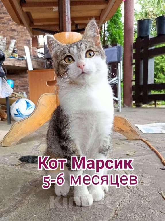 Кошки в Москве: Срочно нужен дом! Мальчик, Бесплатно - фото 2