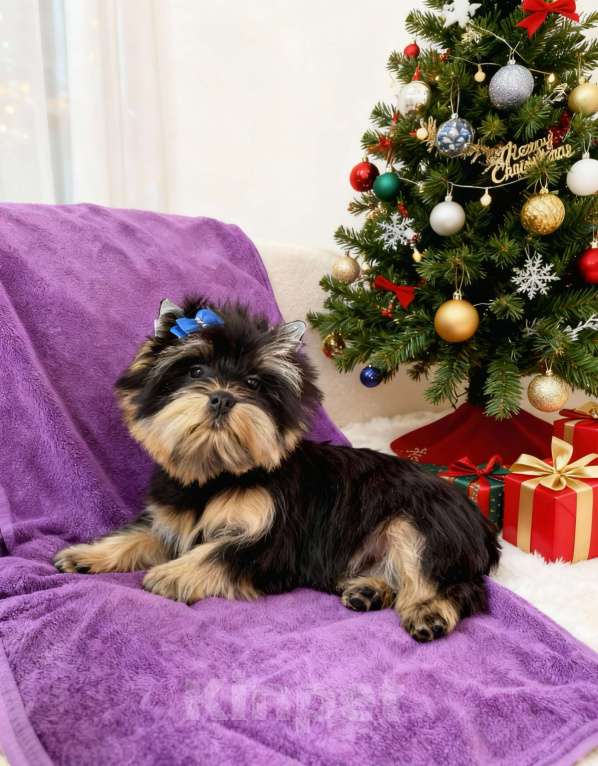 Собаки в Москве: Щенок йорка мальчик стандарт  Мальчик, Бесплатно - фото 4